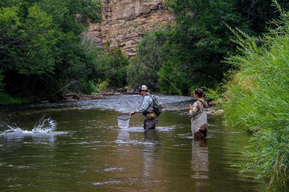 Catching a fish fly fishing in santa fe Catching a fish fly fishing in santa fe