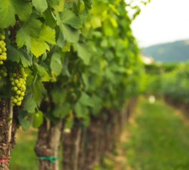 new-mexico-wineries-2 new-mexico-wineries-2